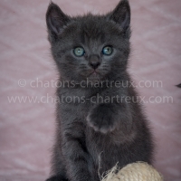 chaton-chartreux