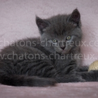 chaton-joueur
