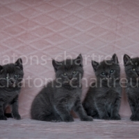 chatons-chartreux