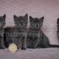 chatons