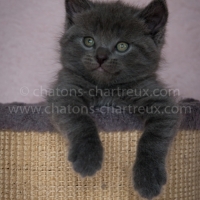 mimi-chartreux