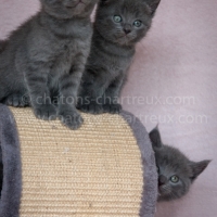 petits-chats