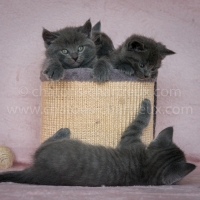 portée-chartreux-LOOF