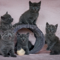 portée-chartreux