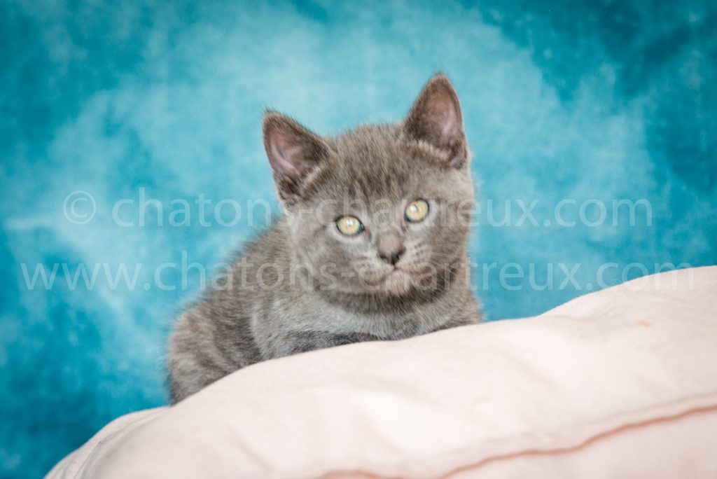chaton chartreux bleu — free download